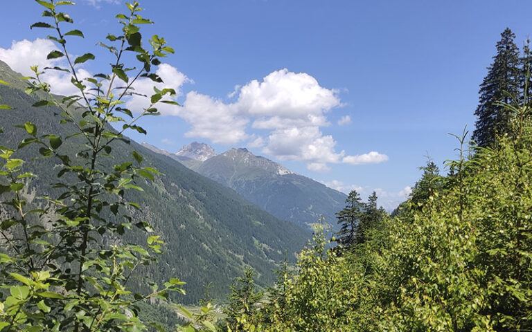 Bacherwandalm