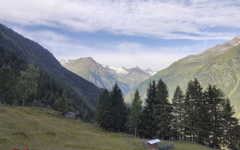 Bacherwandalm