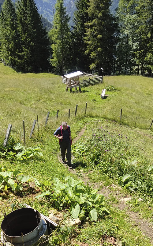 Bacherwandalm